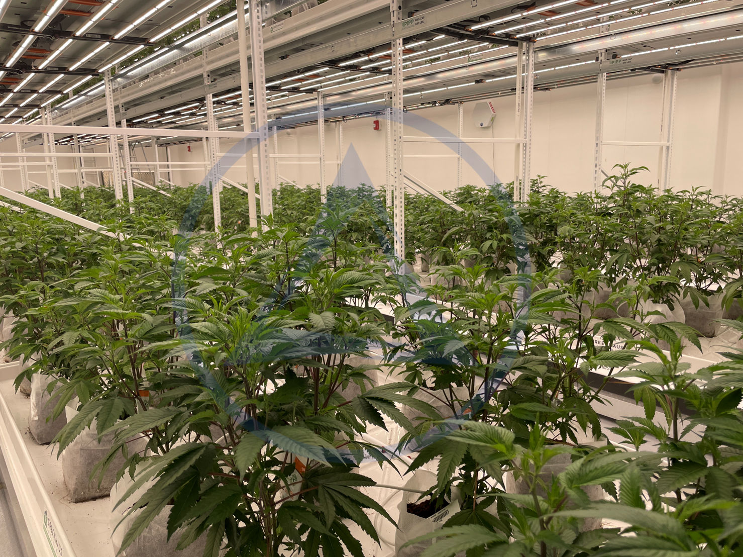 cannabis indoor grow facility with plants