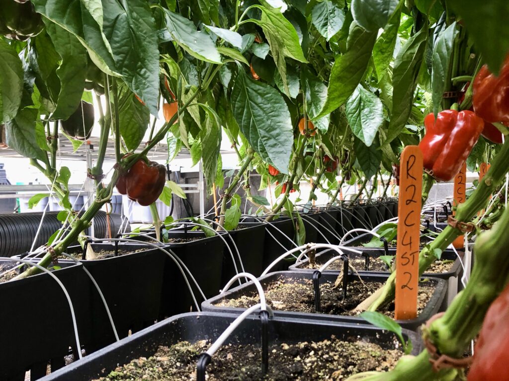 Drip Irrigation system