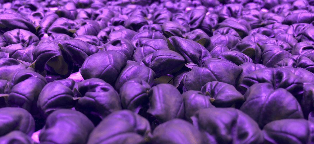 Leafy greens in an indoor greenhouse under blurple LED lights